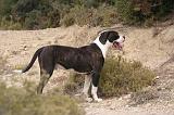 BOULEDOGUE AMERICAIN 434